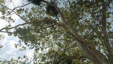 view of trees against the sky
