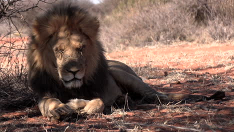 un león macho adulto descansa bajo los arbustos a la sombra