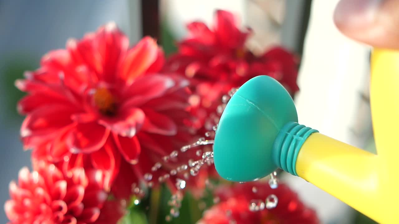 regar las dalias rojas con un pequeño riego