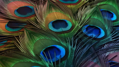 close-up of iridescent peacock feathers