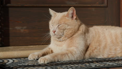 gato beige tomando el sol con los ojos medio cerrados debido al viento