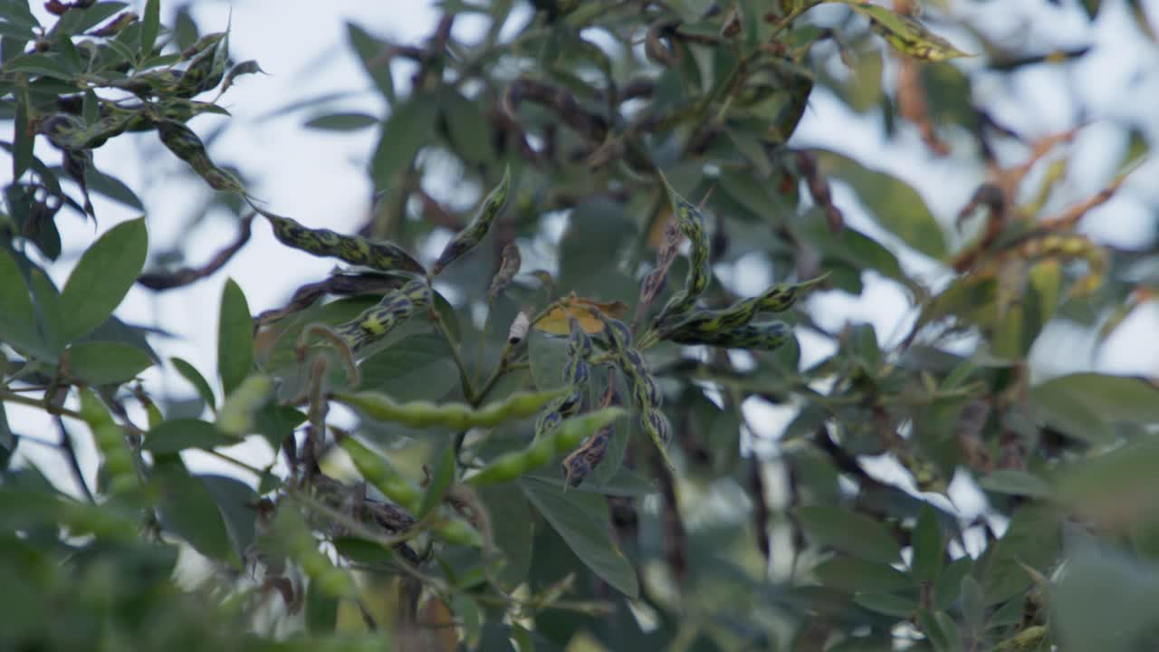A cluster of pigeon peas fruit (Legume) with green leaves in the garden under a blurry sky
