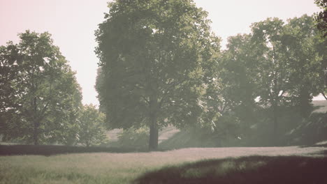 big mapple tree with green leaves in a summer day