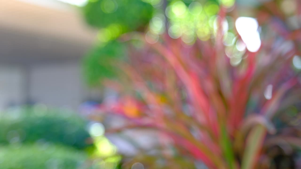 luz bokeh en el jardín