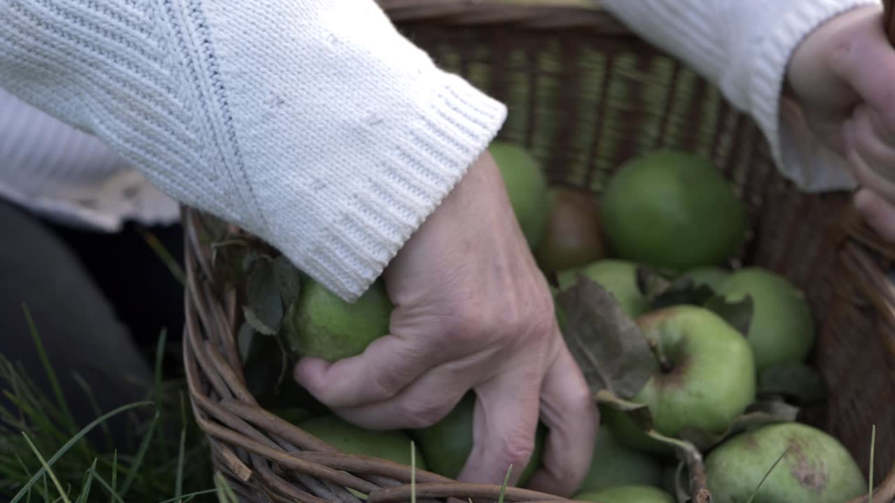 mujer recogiendo manzanas de la canasta de primer plano