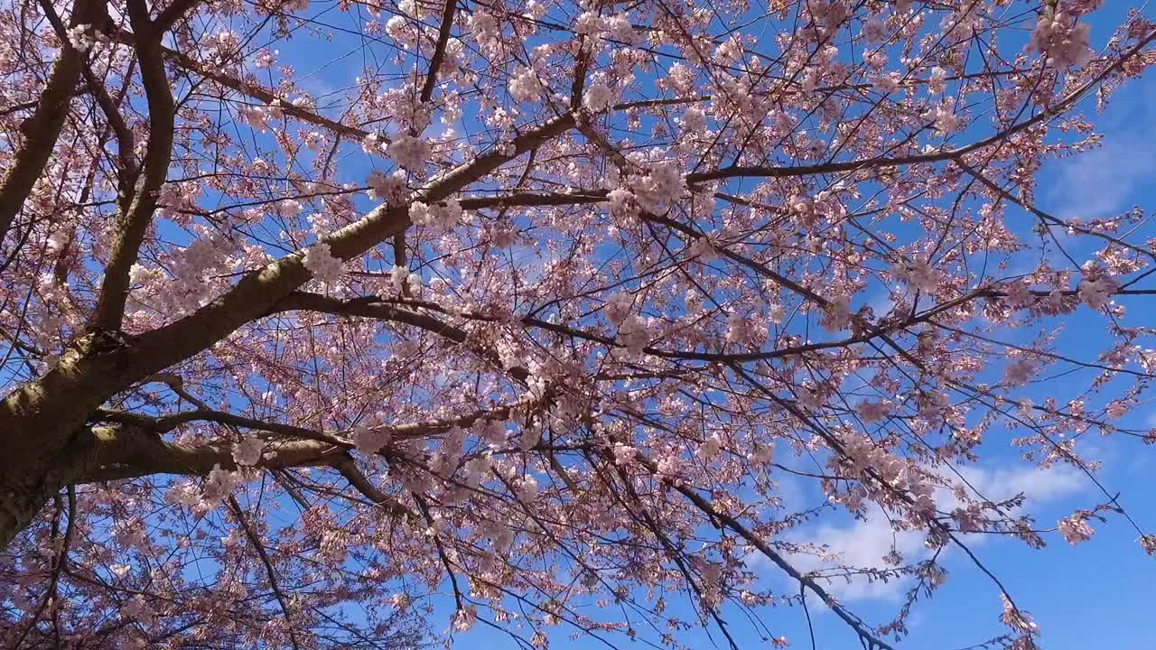 Fiori di ciliegio in fioritura in primavera.