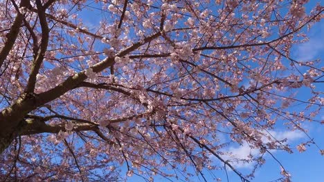 Flor-De-Cerezo-Que-Florece-En-La-Primavera