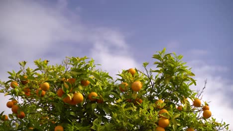 slow motion calm view over orange tree against blue cloudy sky