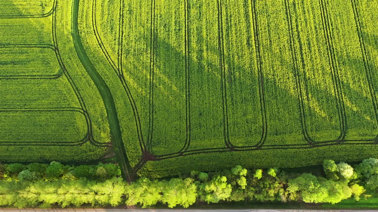 시골에 자작나무와 아스팔트 도로가 있는 녹색 유채 농장의 최고 전망