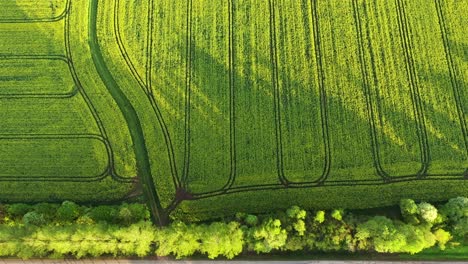 Blick-Von-Oben-Auf-Die-Grüne-Rapsfarm-Mit-Birken-Und-Asphaltstraße-Auf-Dem-Land