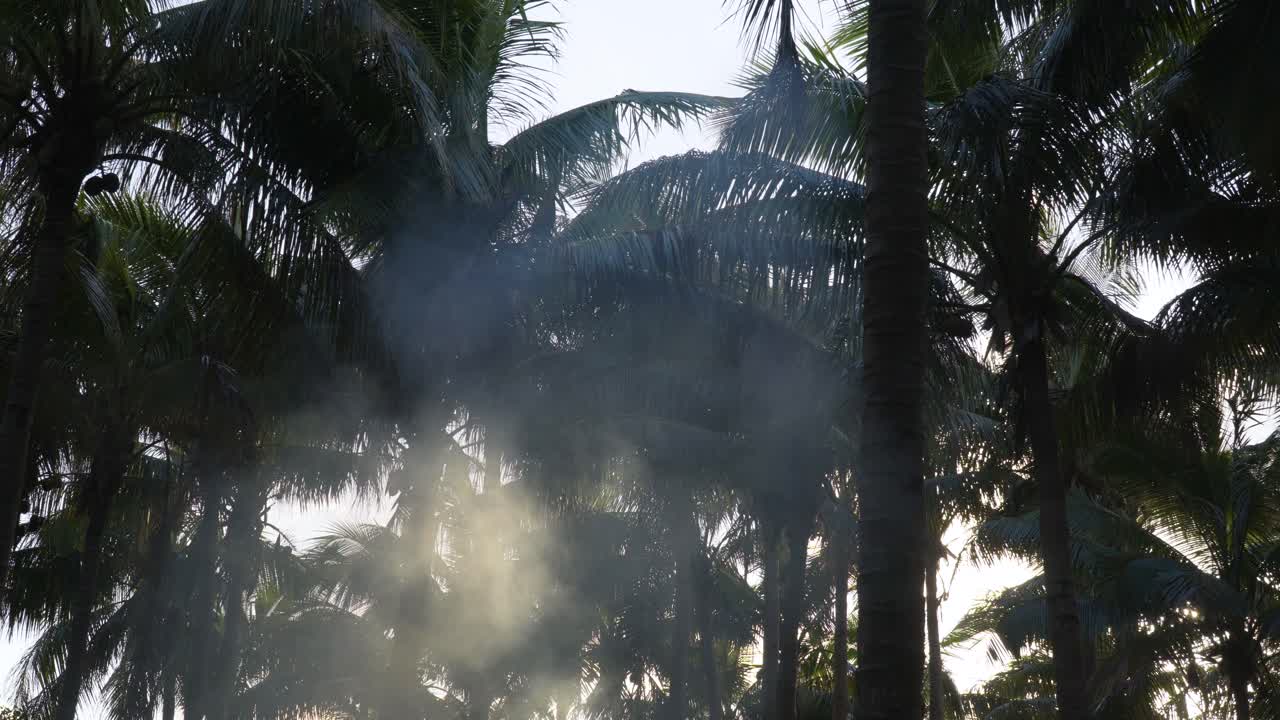 el humo sube hacia el dosel de cocoteros en una isla remota en fiji durante el atardecer