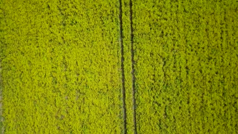 Sobrevuelo-Aéreo-Floreciente-Campo-De-Colza,-Volando-Sobre-Flores-Amarillas-De-Canola,-Idílico-Paisaje-Granjero,-Hermoso-Fondo-Natural,-Soleado-Día-De-Primavera,-Tiro-De-Drones-De-Ojo-De-Pájaro-Moviéndose-Hacia-Atrás