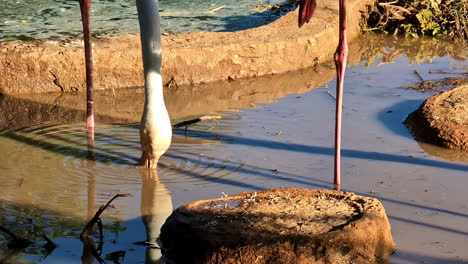 flamingo drinking water from muddy puddle, pink wadding bird closeup in the sun