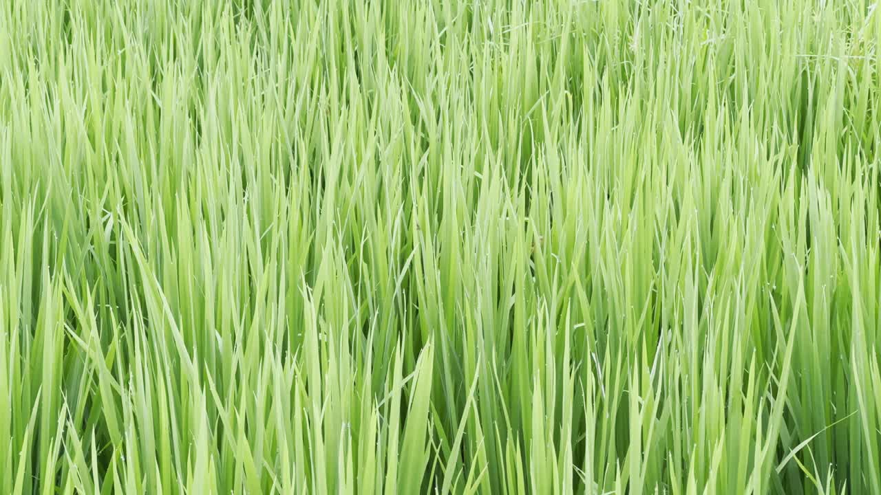 Static shot of lush green paddy plants standing tall, blades swaying gently with the breeze in a dense rice field