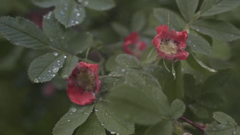 red rose hips with dew drops