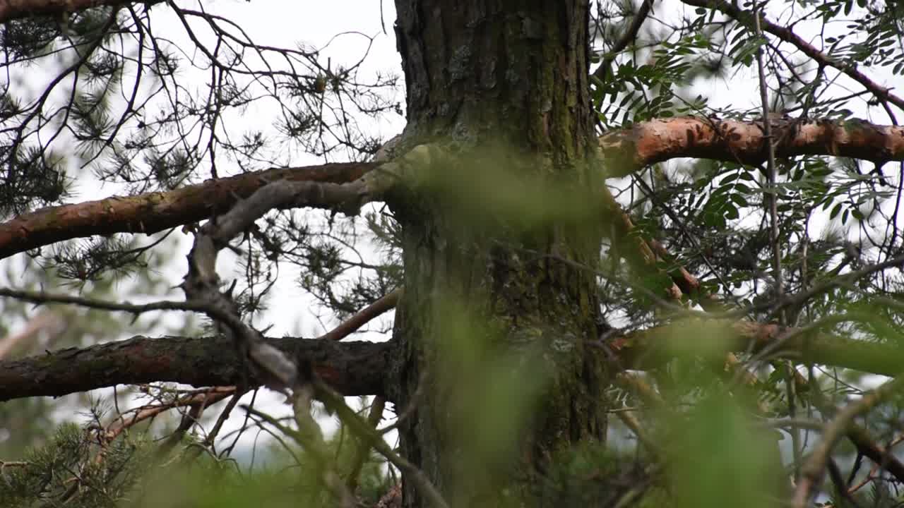 초점은 녹색 풀에서 나무로 이동합니다.