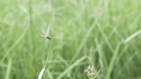 dragonfly on a piece of green grass flies away and another comes and lands