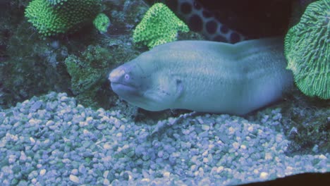 a view of the moray open and close their mouths to move water through their gills for respiration