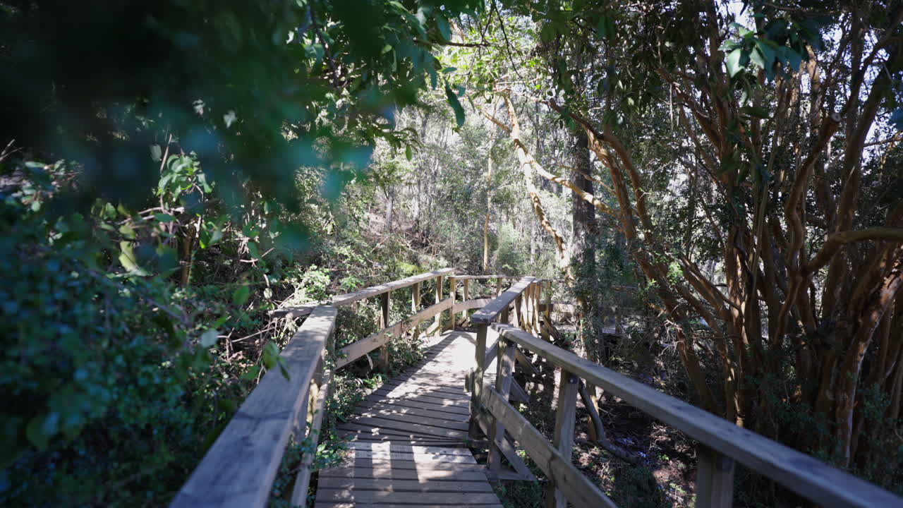 Wooden a old walkway with a path through a forest. environmental conservation.