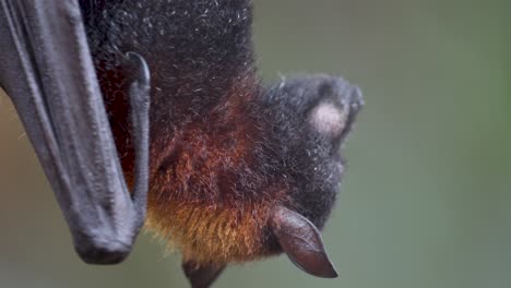 a large flying fox hanging upside down chewing a piece of fruit