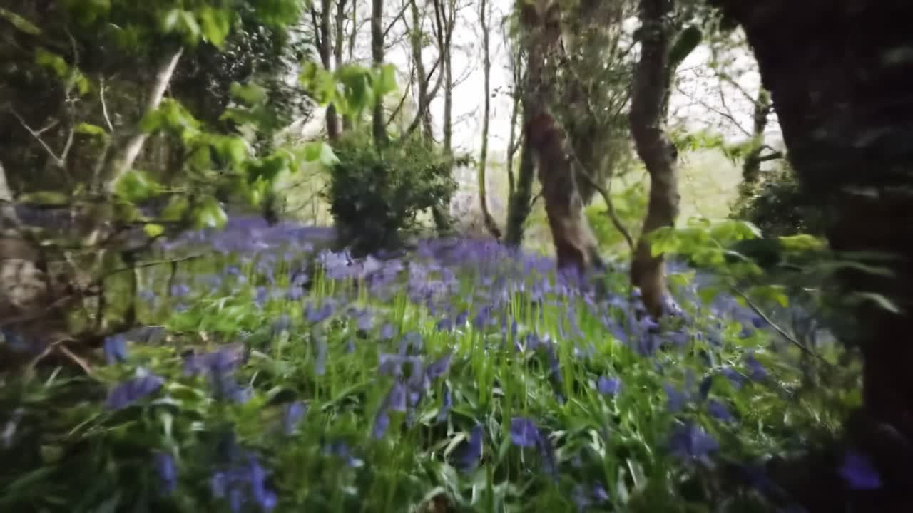 Bluebells in a Spring Forest