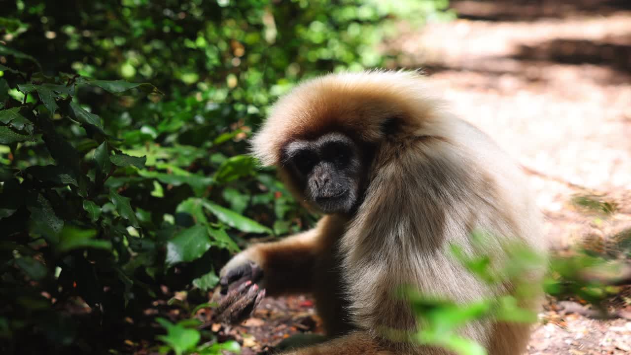 mono de pelo largo comiendo comida encontrada en el hábitat natural. sentado en el suelo en el bosque. animales en el parque safari, sudáfrica