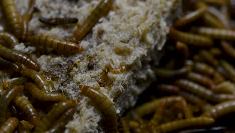 el gusano de la harina es una especie de escarabajo oscuro que se usa para alimentar mascotas como peces, serpientes, pájaros y ranas