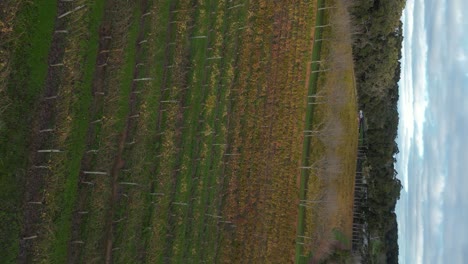 Luftaufnahme-Nach-Vorne-über-Reihen-Von-Weinbergen,-Margaret-River,-Australien