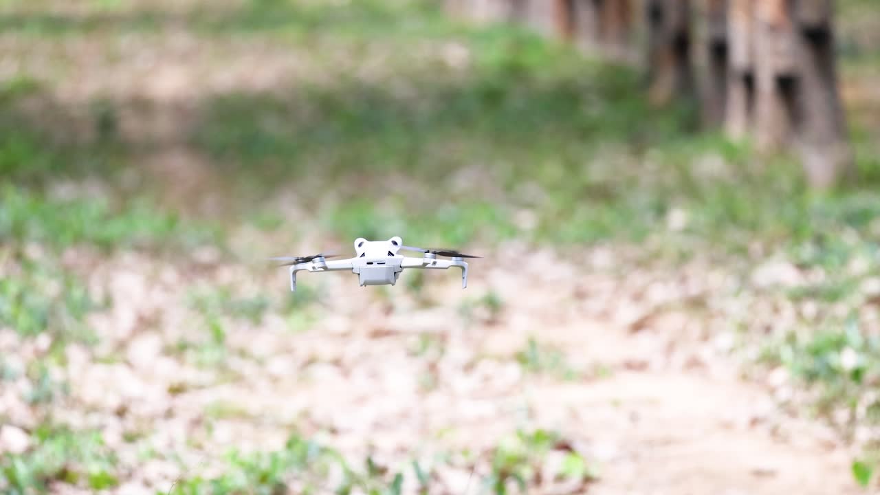 White quadcopter drone flies forward at low altitude in sunlit rubber tree plantation, steady camera