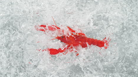 crayfish falling into pot of boiling water making a splash in slow motion, table top view