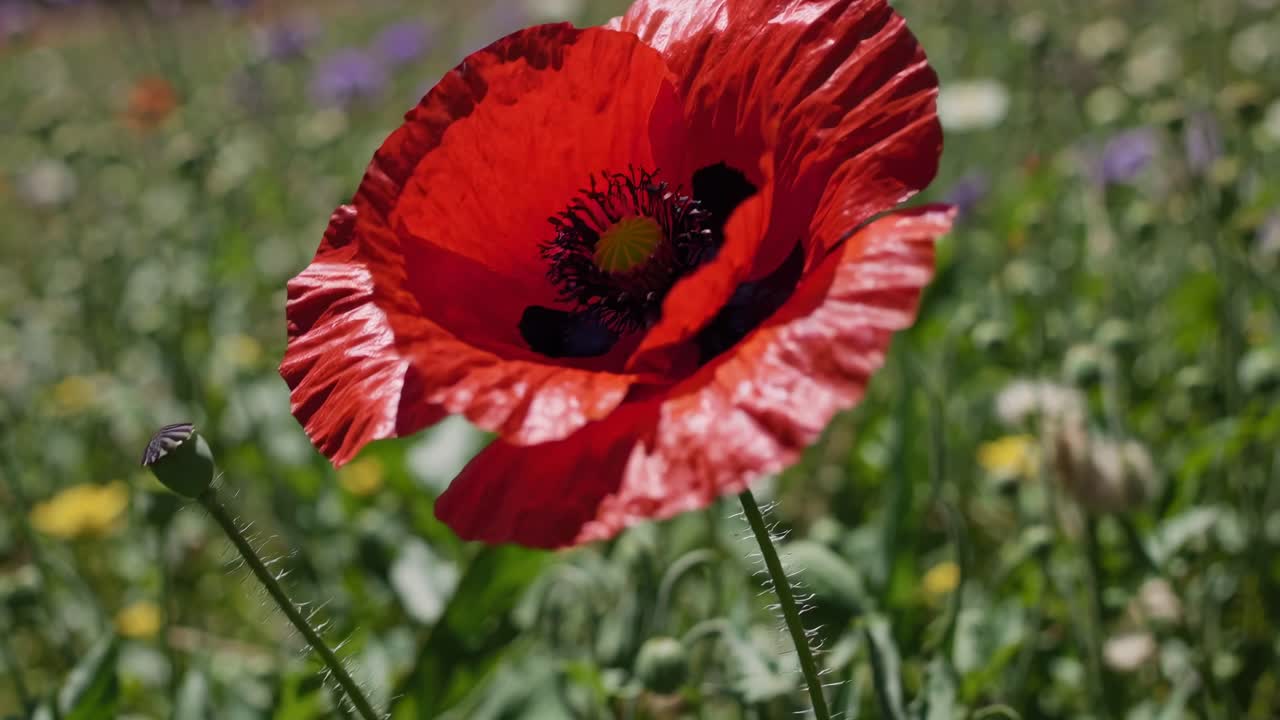 Close-up video of a vibrant red poppy in a meadow, shot from a low angle, capturing the flower's