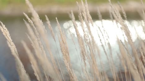 Langes-Wildes-Gras,-Das-Sich-Im-Wind-Wiegt,-Mit-Einem-Teich-Im-Hintergrund-Und-Dem-Sonnenlicht,-Das-Sich-Wunderschön-Vom-Wasser-Reflektiert