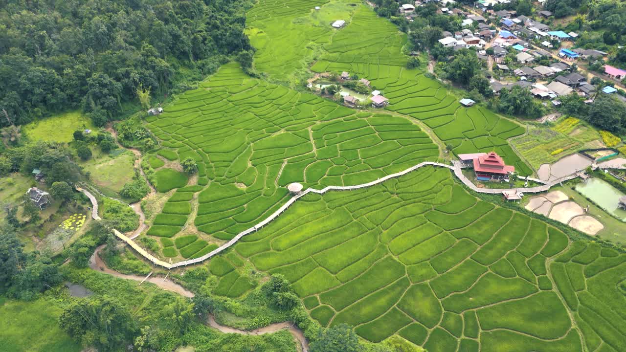 drone aéreo de arriba hacia abajo disparado sobre campos de arroz verdes a lo largo de la pendiente con puente de bambú en pai, mae hong son, tailandia en un día nublado