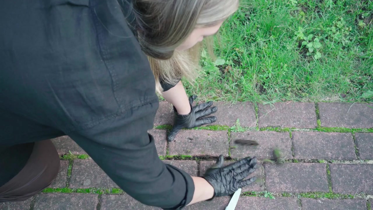 Black-gloved homeowner scrapes moss and weeds from gaps between brick path pavers beside lawn as part of yard upkeep.