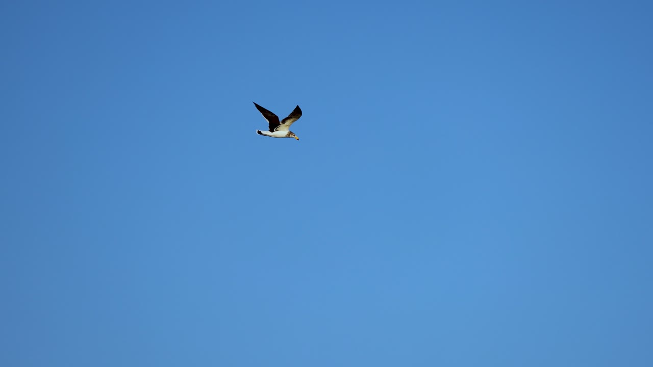 Seabird soaring gracefully across a clear sky