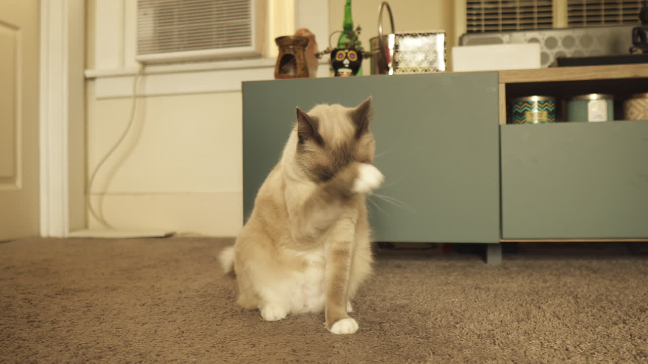 Gatto domestico siamese Seal Point che si pulisce in casa, inquadratura media, ripresa a carrello verso destra
