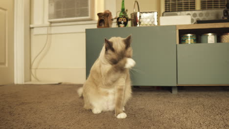 seal point siamese domestic cat grooming itself at home, medium shot truck right