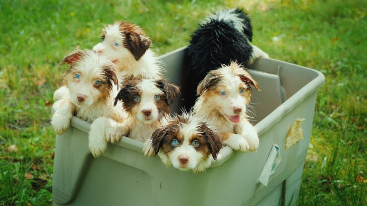 A Few Funny Puppies Are Taking A Bath In A Picturesque Place