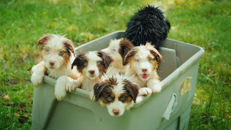 een paar grappige puppy's nemen een bad op een schilderachtige plek