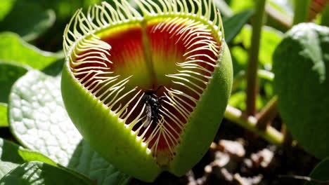 a fly trapped inside a carnivorous pitcher plant