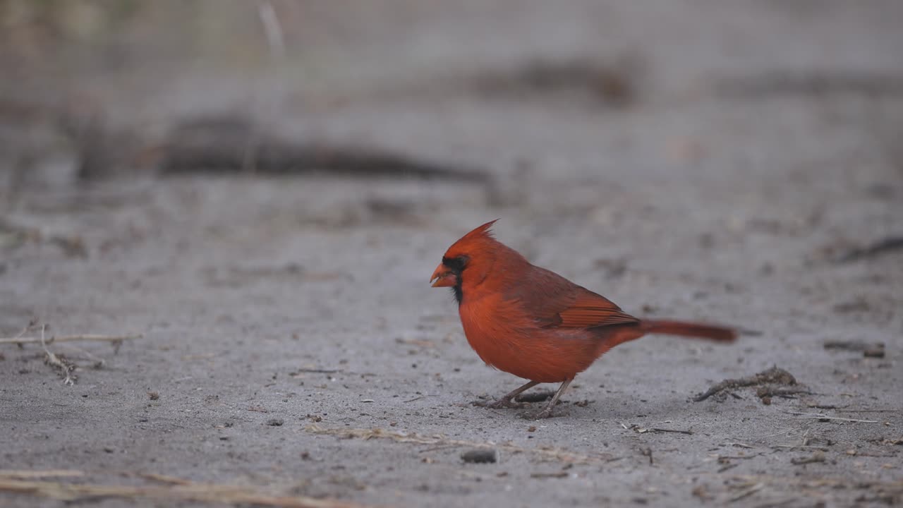Northern Cardinal on the Ground