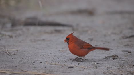 northern cardinal on the ground