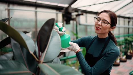 Dedicated-gardener-spraying-lush-green-leaf-of-huge-plant-in-hothouse