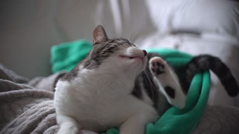 Frau-Streichelt-Katze-Zu-Hause-Und-Sitzt-Auf-Der-Couch