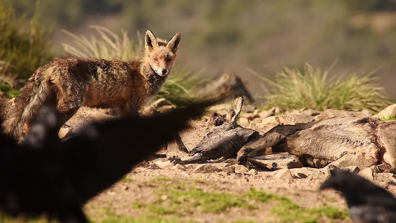 Zorro salvaje olfateando una presa muerta.