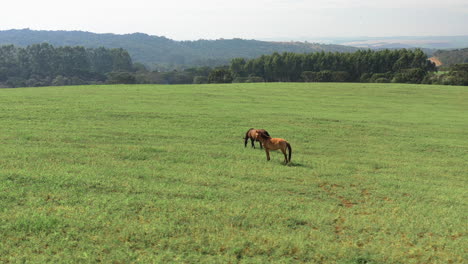 Aerial-view-orbiting-horses-on-a-green-pasture