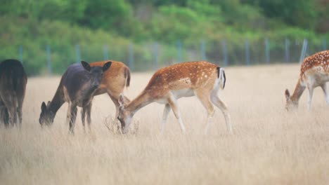 Eine-Herde-Junger-Hirsche,-Die-Irgendwo-In-Deutschland-Auf-Einer-Wiese-Grasen