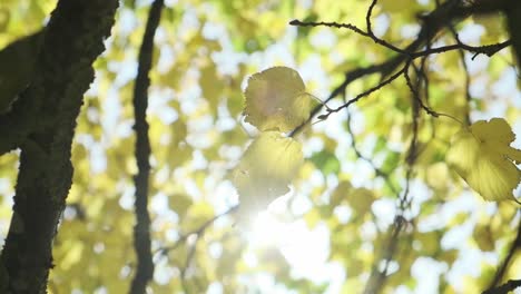 Nahaufnahme-Von-Gelben-Blättern,-Die-Sich-Im-Wind-Bewegen-Und-Durch-Die-Die-Sonne-Scheint