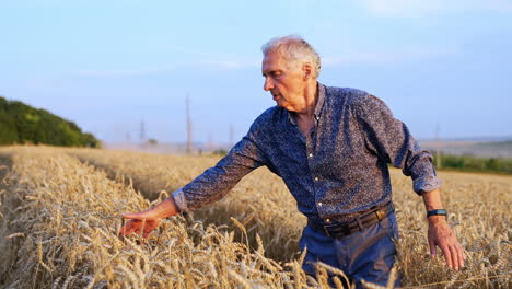 old caucasian farmer touches the ears of ripe wheat growing in the field. agrarian in the plantation at sunset
