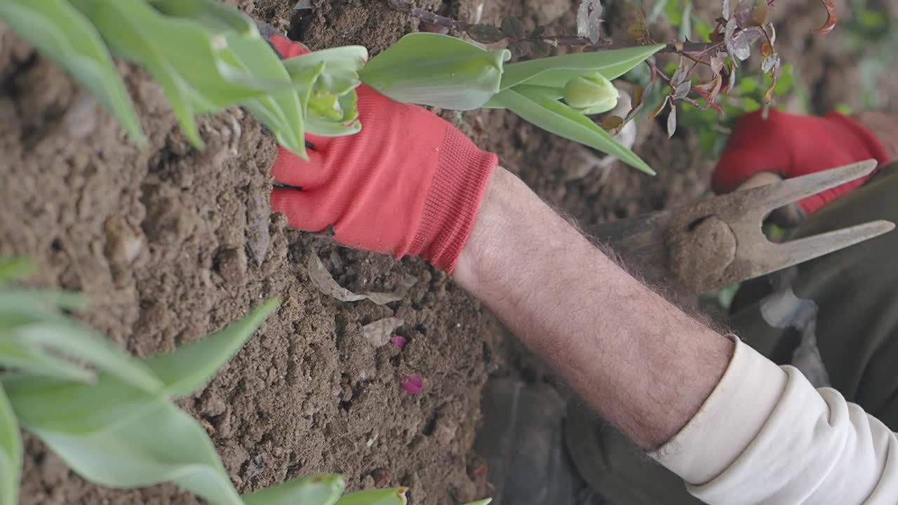 Planting Tulips in the Garden
